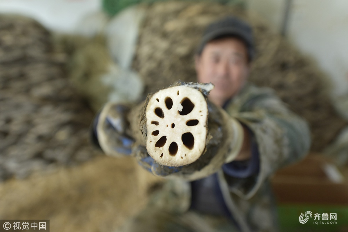 曾是皇家贡品的聊城十孔莲藕喜丰收