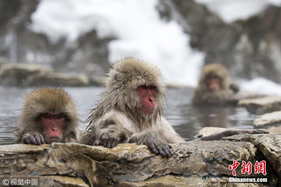 日本野生猕猴雪天泡温泉悠然自得