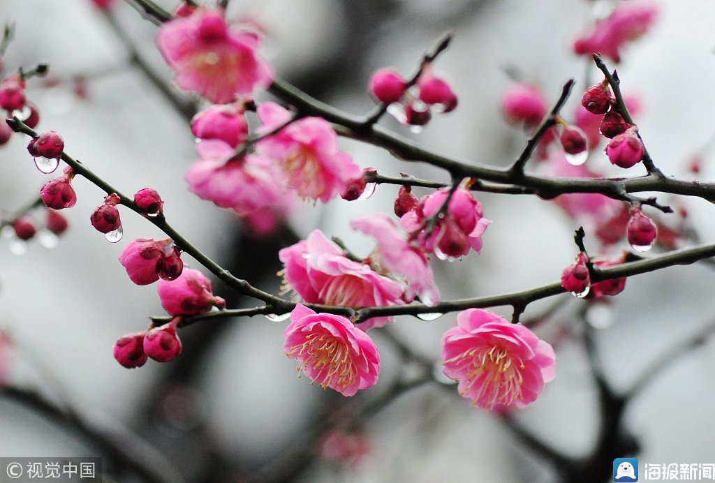 海报新闻2月16日讯 2019年2月16日,杭州孤山公园里,红梅渐次开放,雨珠