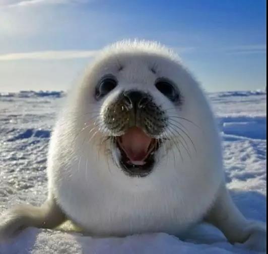 当海豹遇上"海报" 一样的感觉带回家!