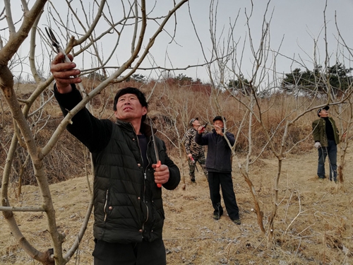 170亩的桑葚园让文登营镇东杜梨村再一次出了名