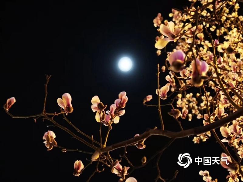 月下赏花花渐开清风送春春正来