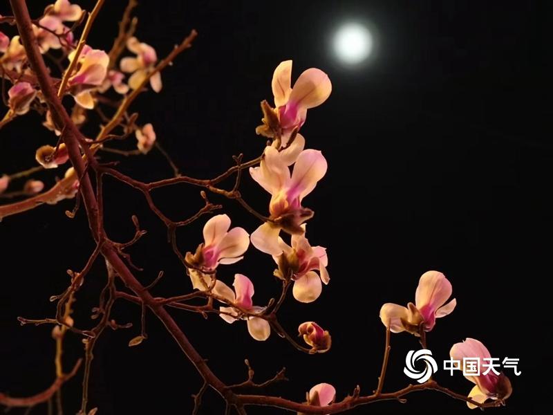 月下赏花花渐开 清风送春春正来