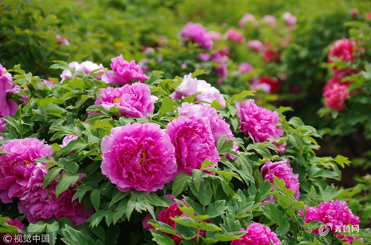 4月10日,山东省菏泽市曹州牡丹园,人们在游园赏牡丹.