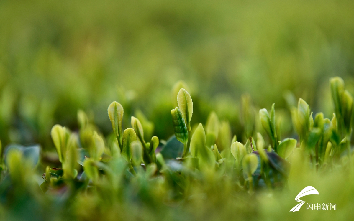 4月29日,日照市巨峰镇茶园拍摄的嫩绿的新芽迎春俏立