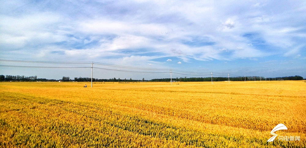 麦浪滚滚单县小麦进入成熟期一片金光