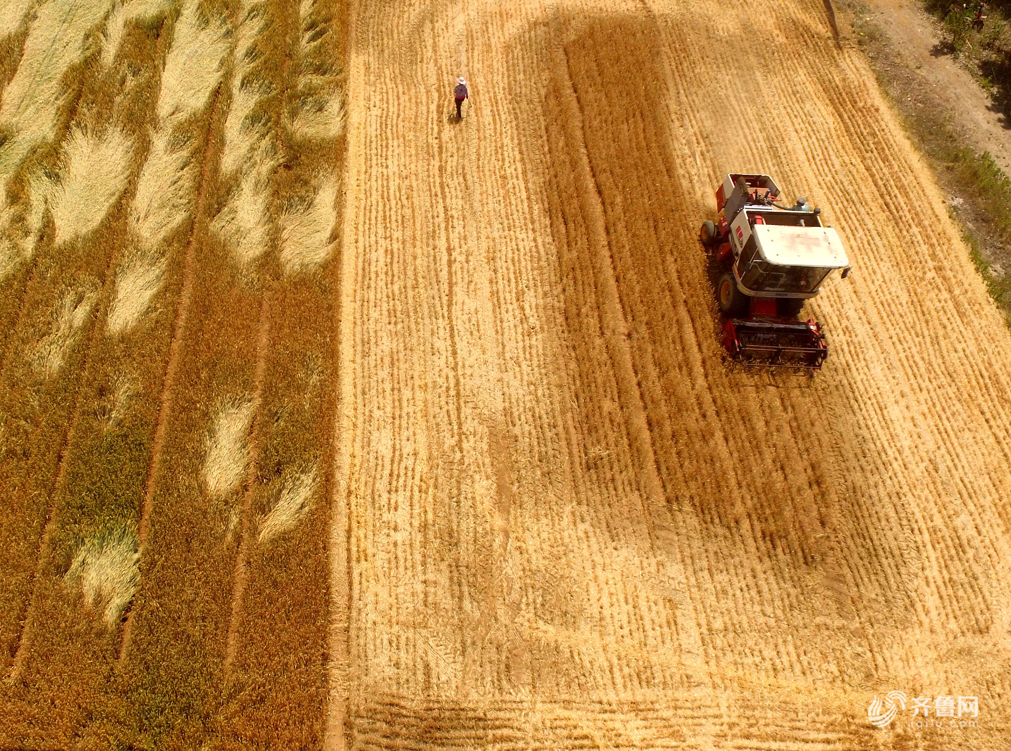 2019年5月28日,在山东省临沂市柏林镇固城村麦田里, 农民 在收割成熟