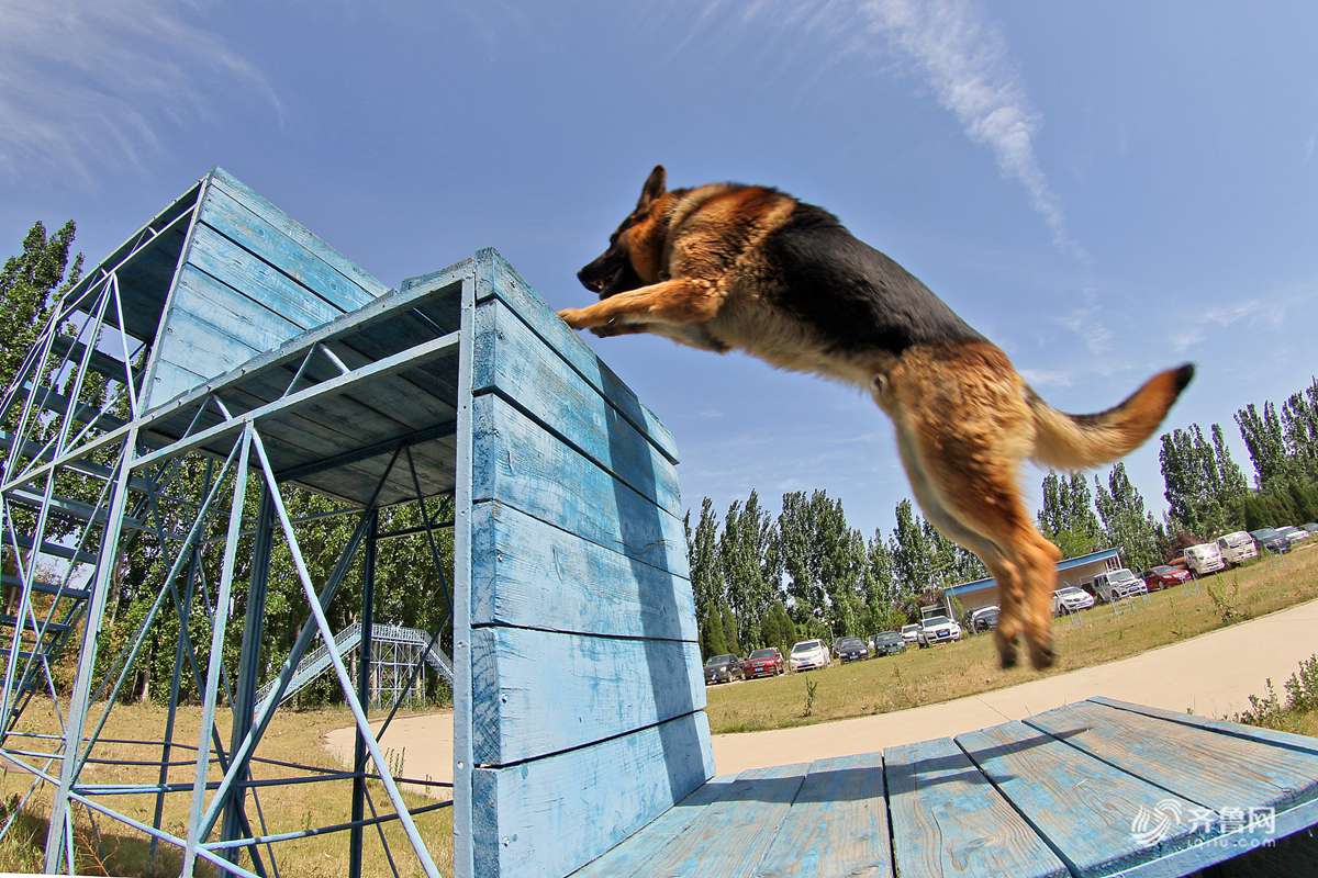 警犬训练基地海棠图片