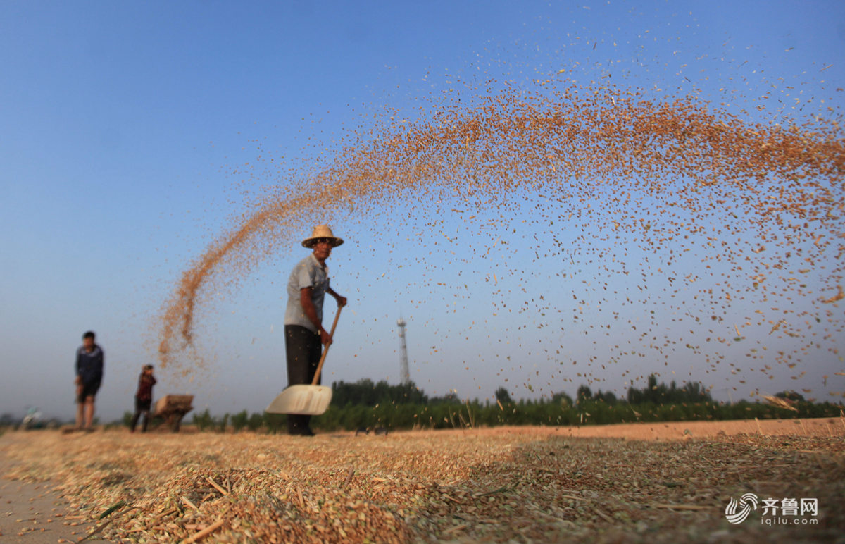山东临沂遍地金黄农民晾晒小麦忙