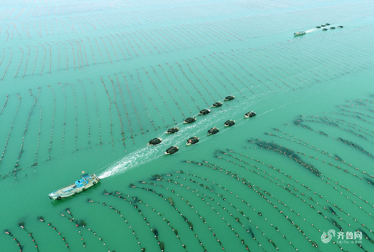 6月16日,威海荣成市桑沟湾海域,舢板满载海带驶向码头,一家沿海养殖
