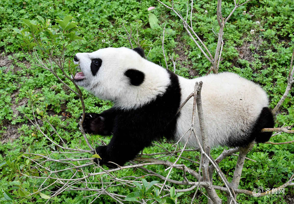 萌值爆表大熊猫宝宝熊猫幼儿园里集体撒欢