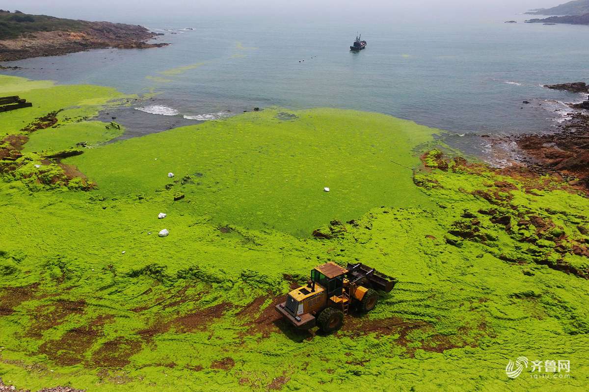 青岛大片绿潮覆盖海岸挖掘机上阵阻击浒苔