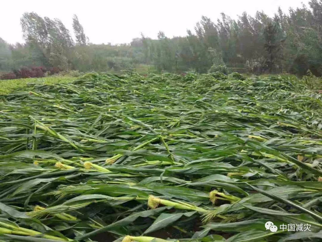 利奇马致全国530余亿元直接经济损失山东各地减灾救灾工作有序进行