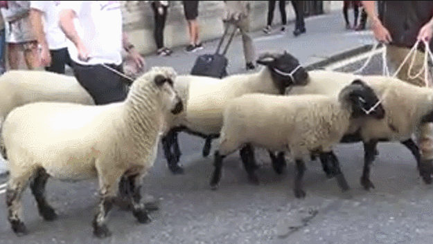 5361c3cc77b09a3662721704f96b48ca.gif 20190816014851334.gif