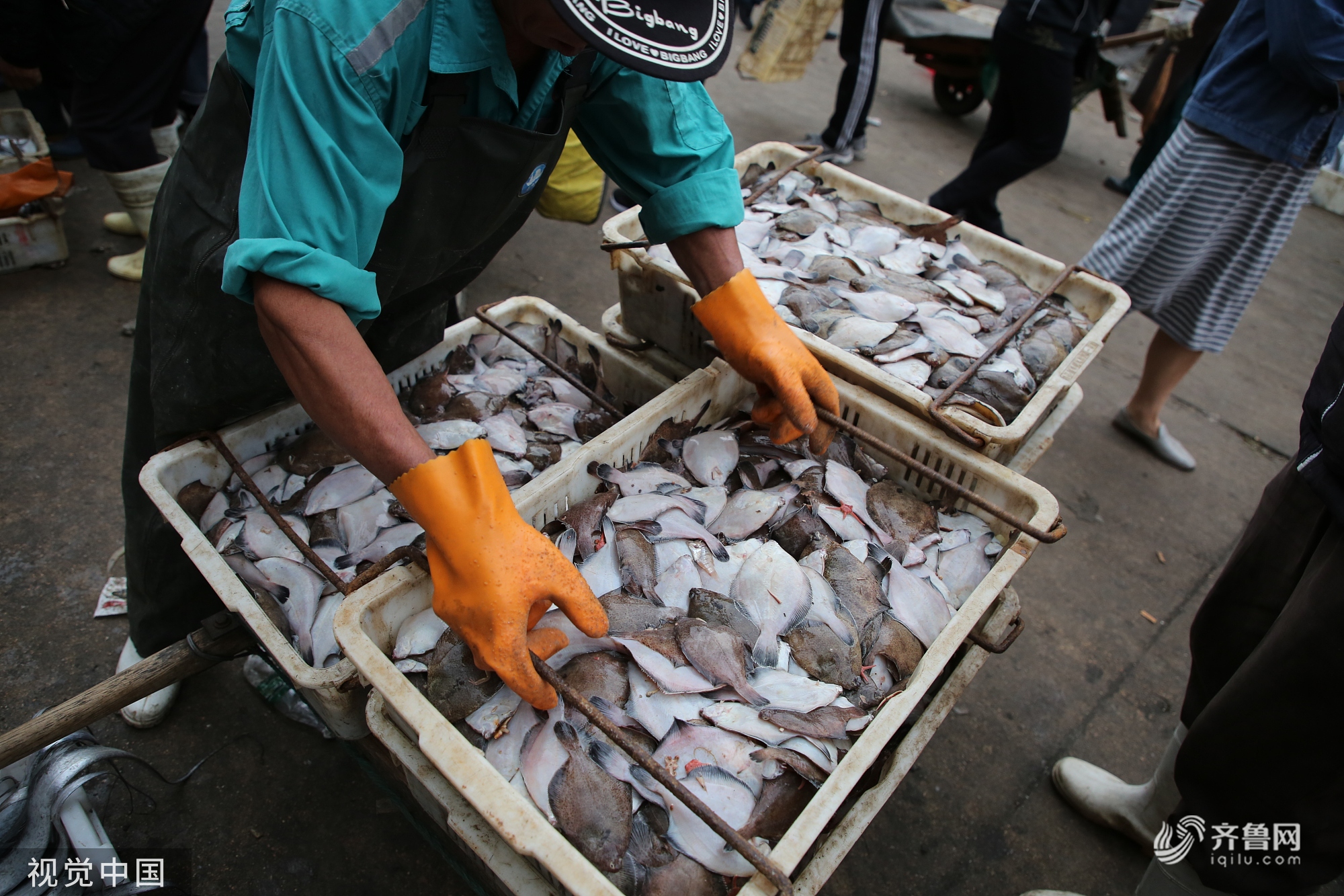 近日,山东日照,在岚山渔港,一艘艘大马力铁壳渔船陆续靠岸,鱼虾满仓的