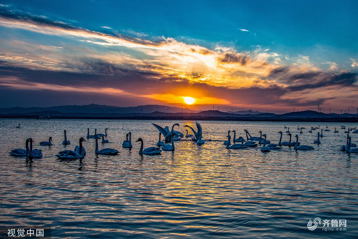 波光粼粼翩翩起舞夕阳下的天鹅湖景美如画