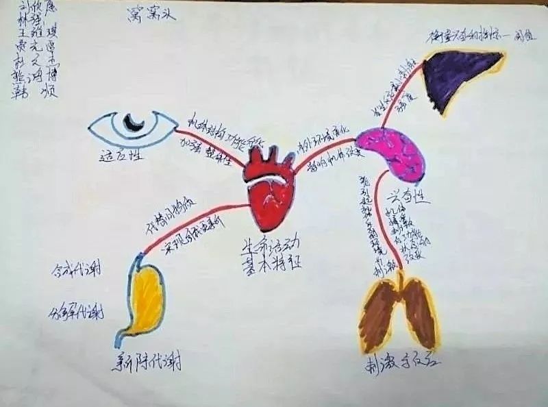 當思維導圖遇上人體解剖與生理藥學系課堂教學活起來