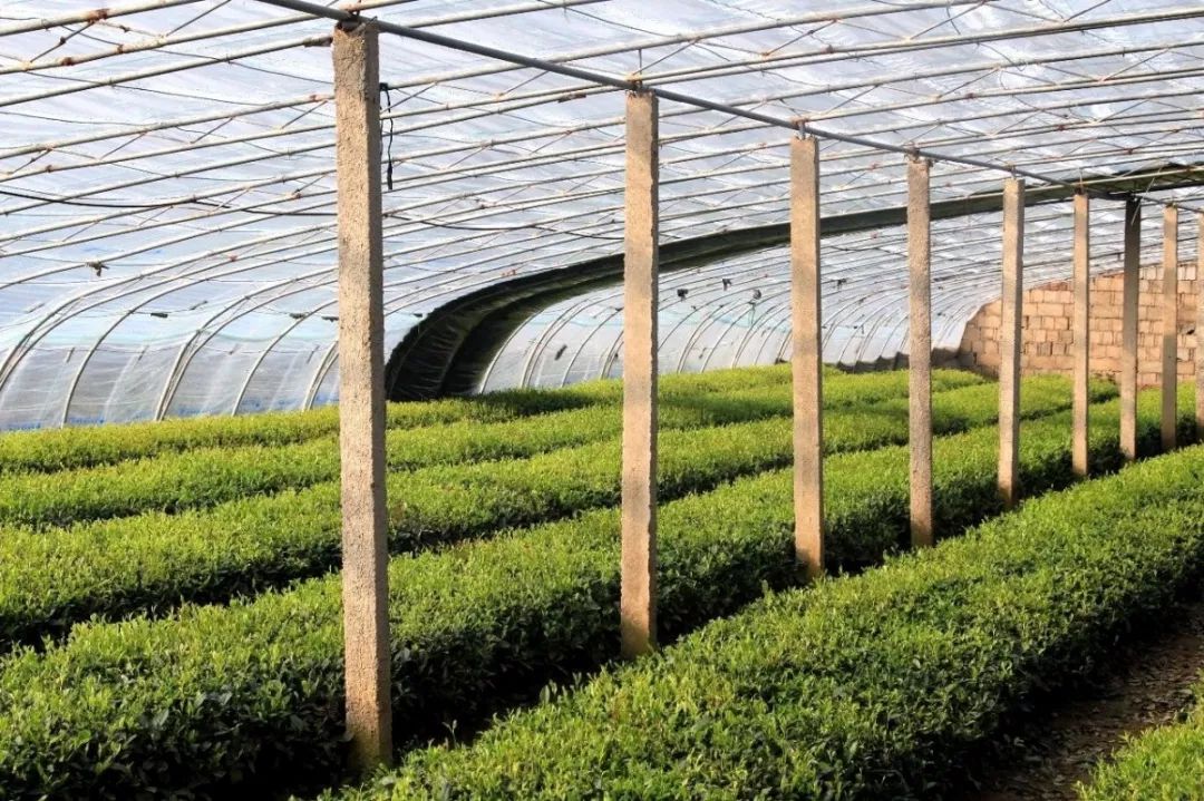 第一茬日照绿茶开采岚山区巨峰镇8万亩茶园春茶加工陆续启动