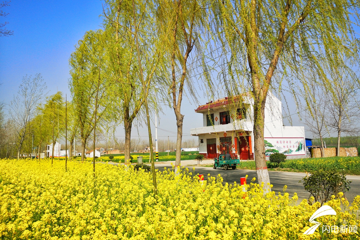最美乡村遍地金黄菏泽单县油菜花开
