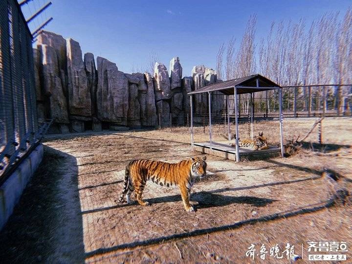 清明小長假 黃河三角洲動物園人氣爆棚