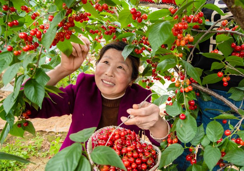 櫻桃紅了棗莊山亭大棚櫻桃成農民致富金豆豆