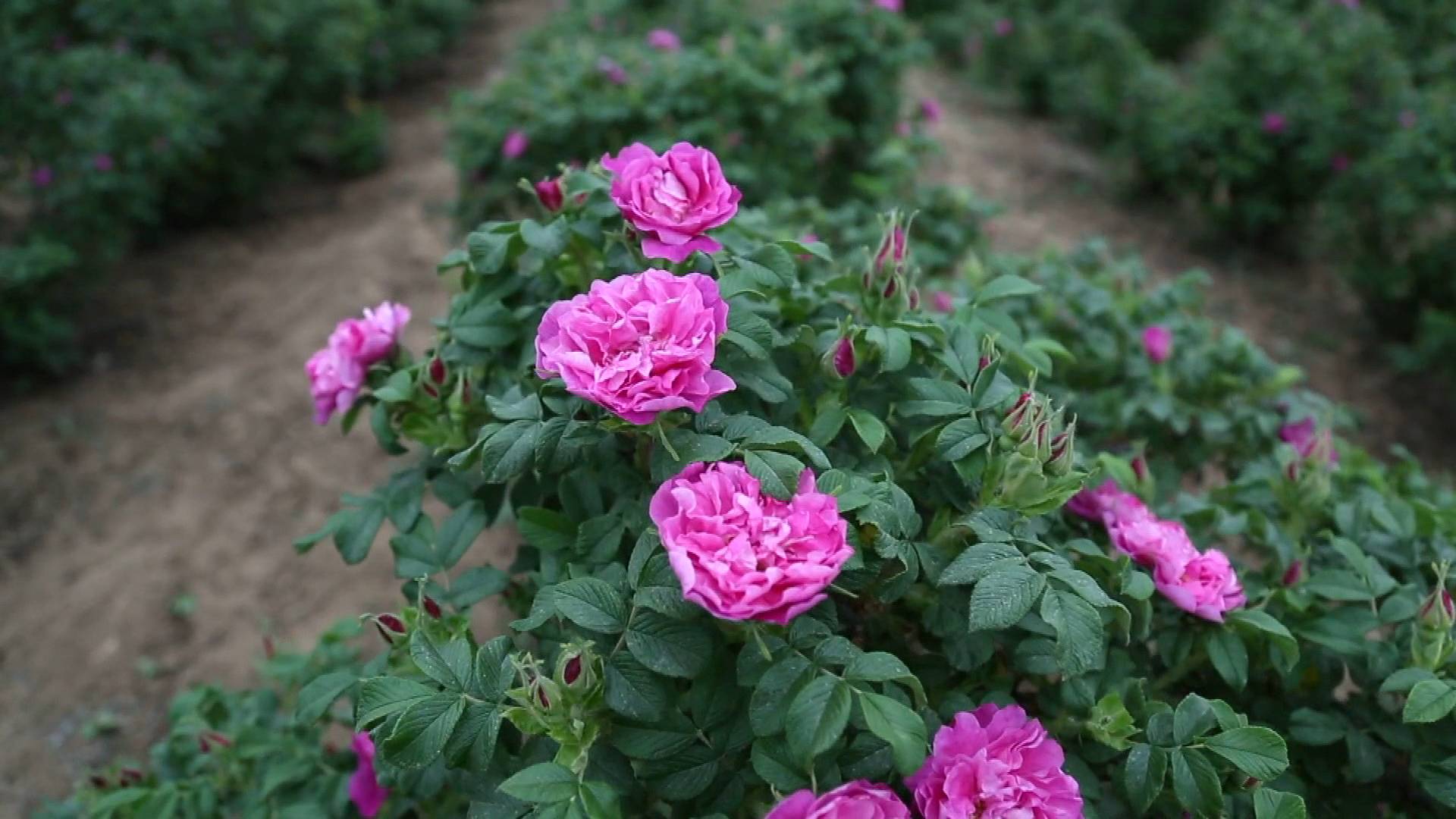 这就是山东丨假期第一天记者打卡平阴玫瑰花海品尝玫瑰花有初恋的味道