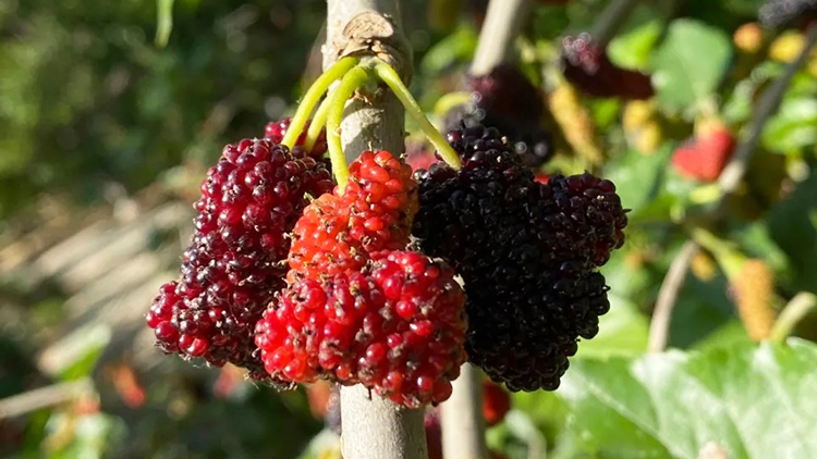 第十二届中国夏津黄河故道椹果生态文化节开幕
