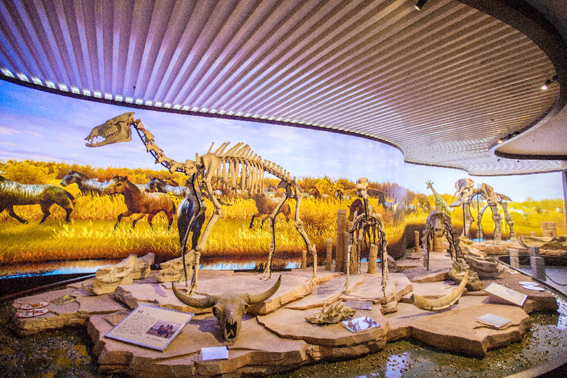 欧乐堡动物标本博物馆图片