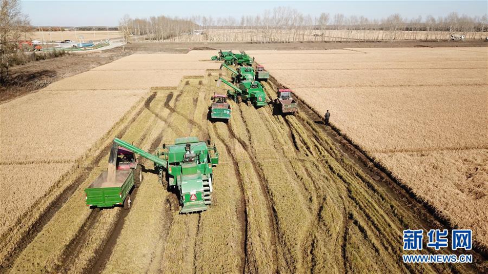 飞阅北大仓秋收画卷