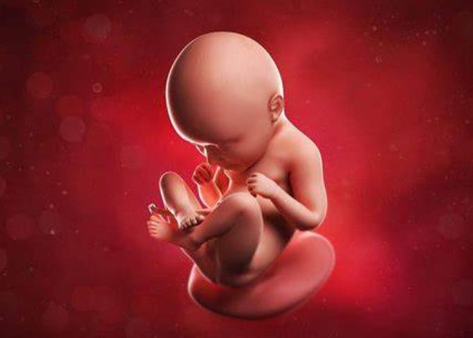 七个月大的胎儿图片图片