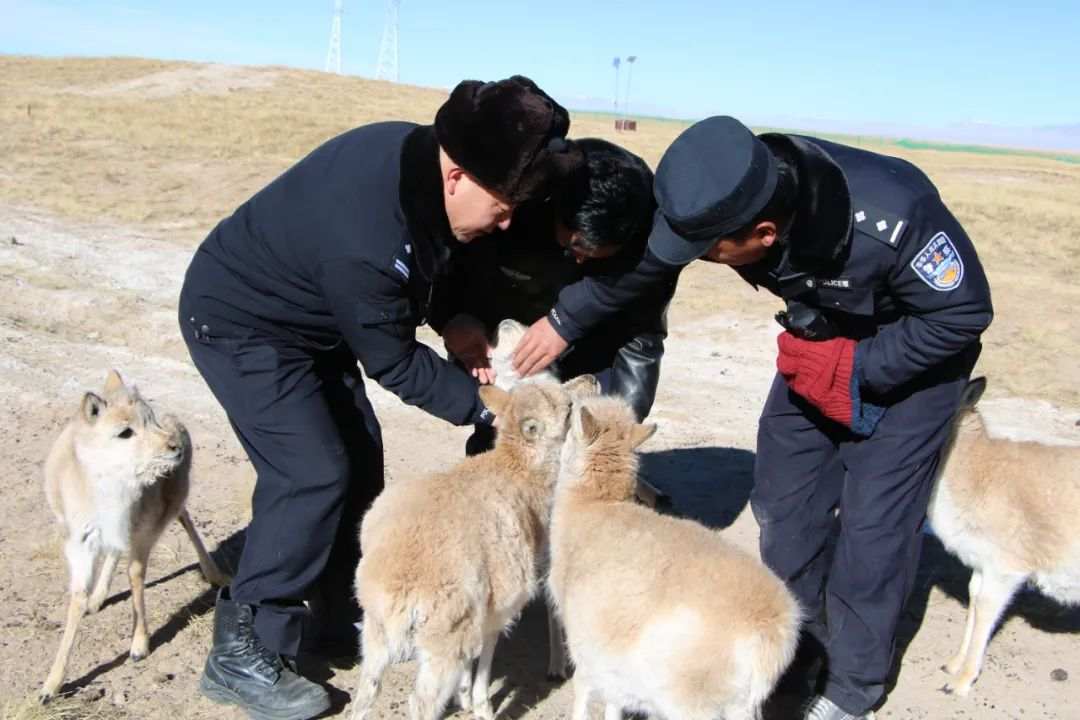 gemrmt) 今年藏羚羊产仔期间,巡山队员在卓乃湖区域成功救助了8只