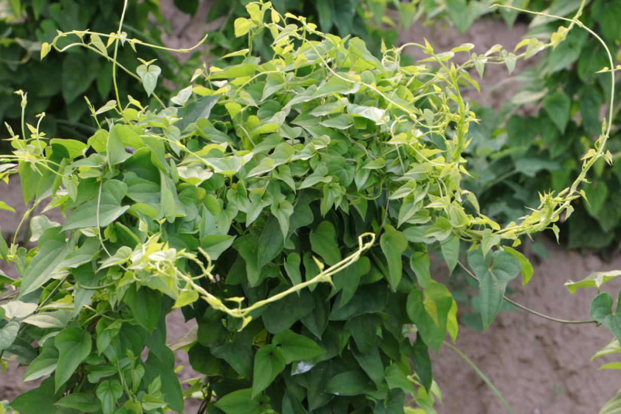 专家说药膳第22期22种药食同源食材山药