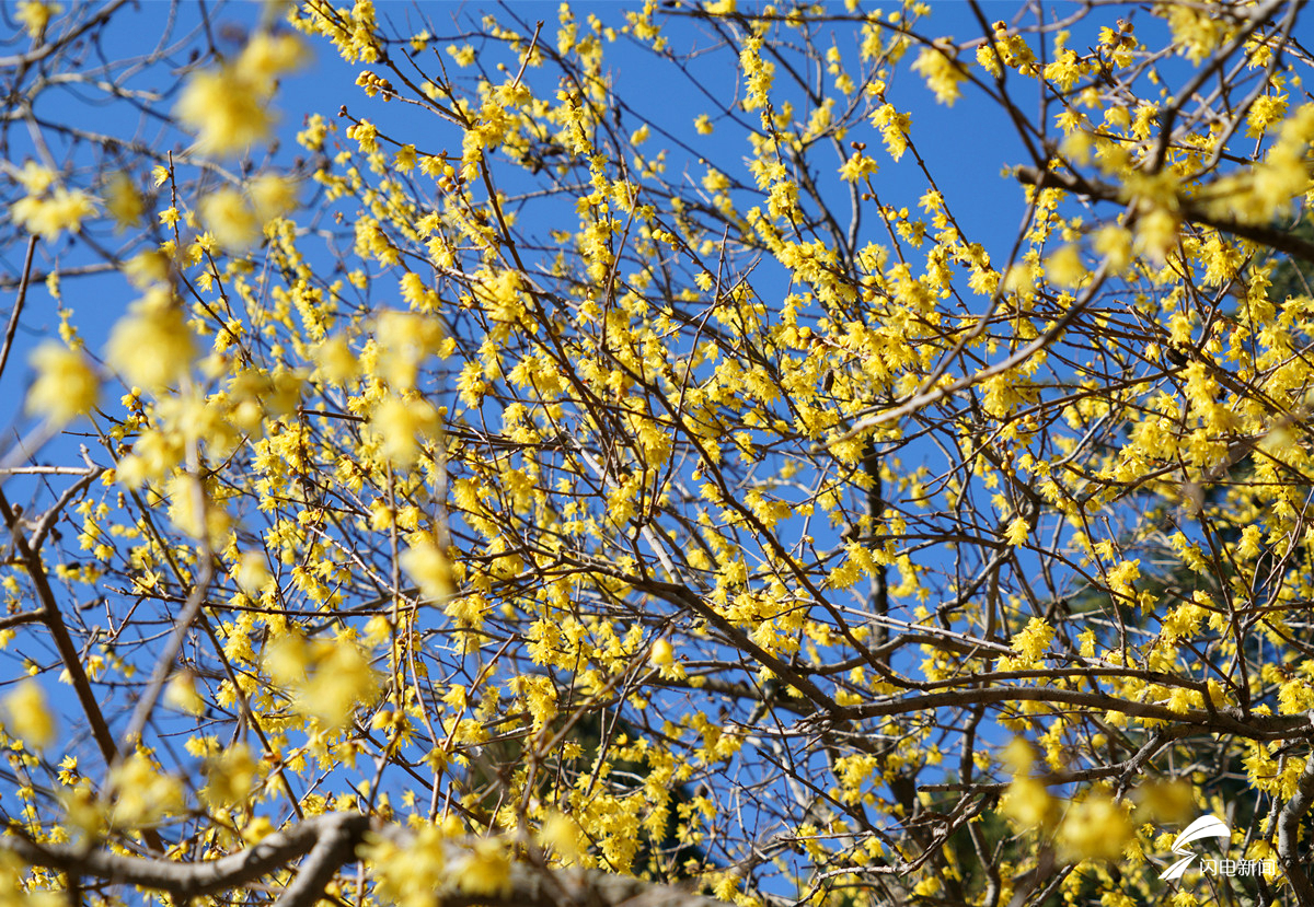 蓬莱腊梅进入盛花期 暗香浮动沁人心