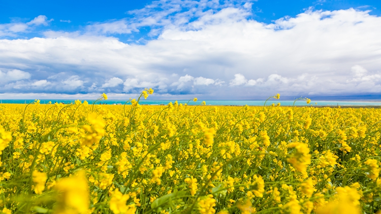 好看江西一大学培育出38种颜色油菜花