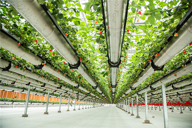 空中草莓项目用现代农业理念进行配置,从欧洲和韩国引进顶级连栋智能