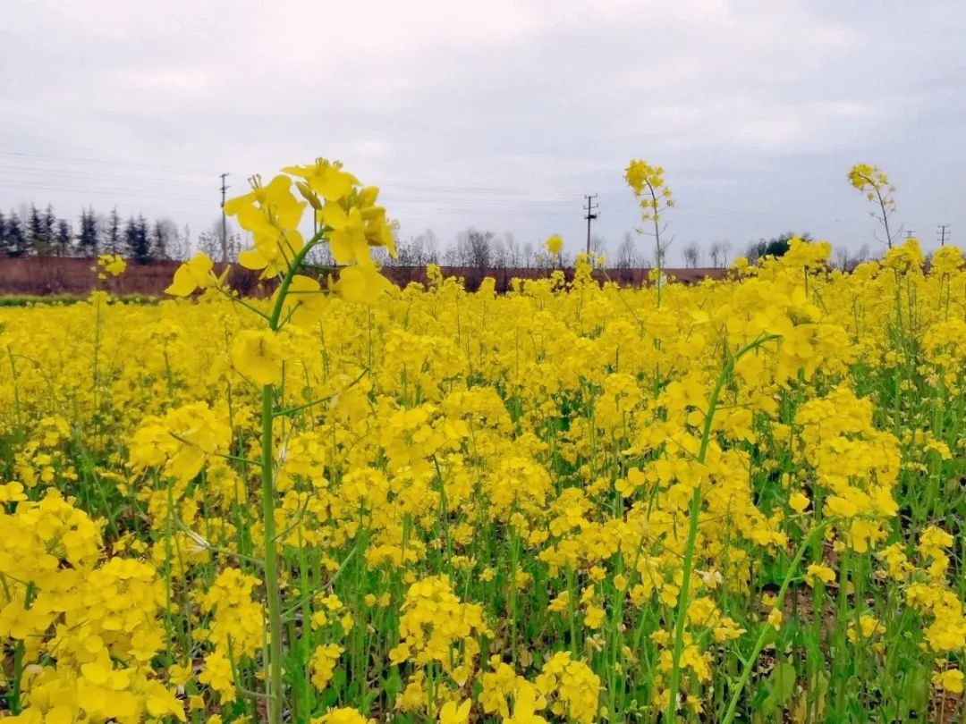 山东油菜花图片