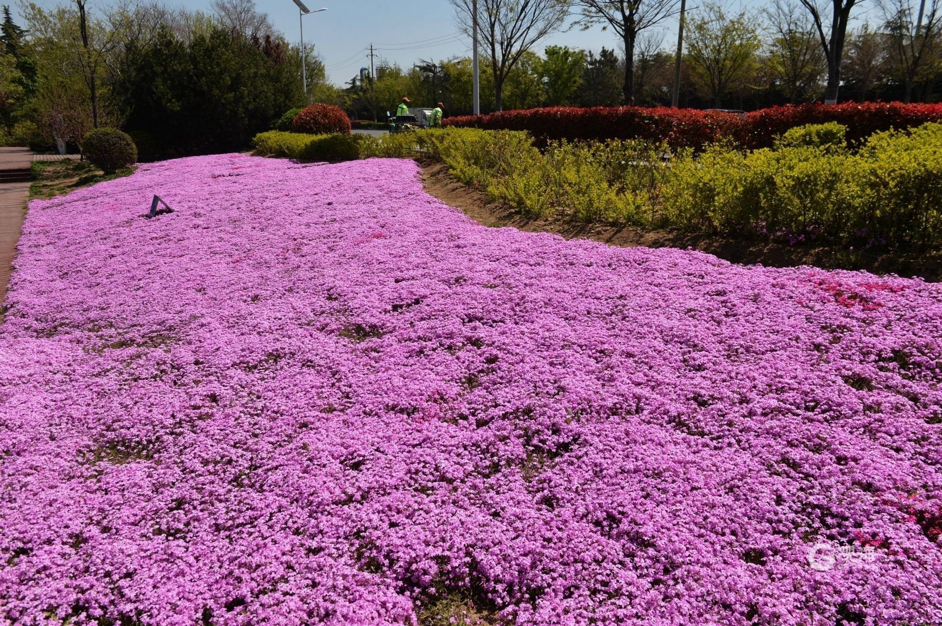 来白沙河公园徜徉粉红色芝樱花海
