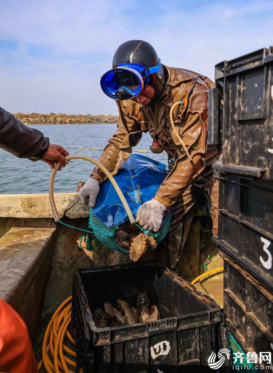 春海参进入捕捞季 山东渔民捕捞忙
