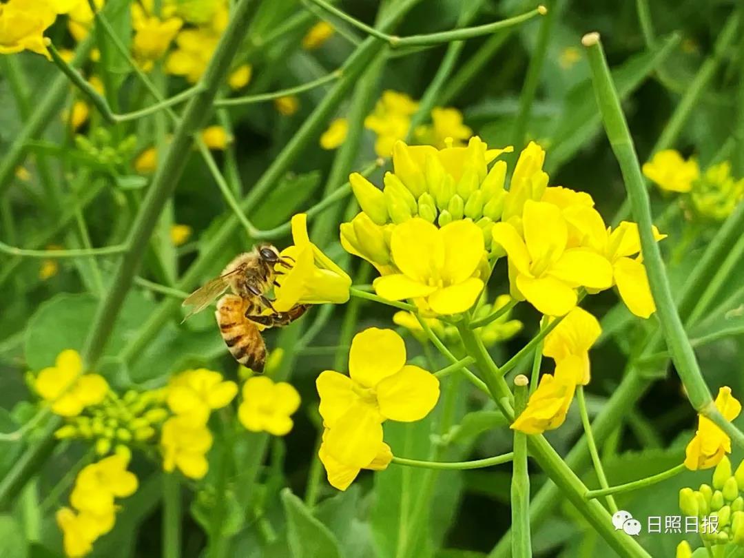 莒县沭河公园近百亩油菜花进入盛花期