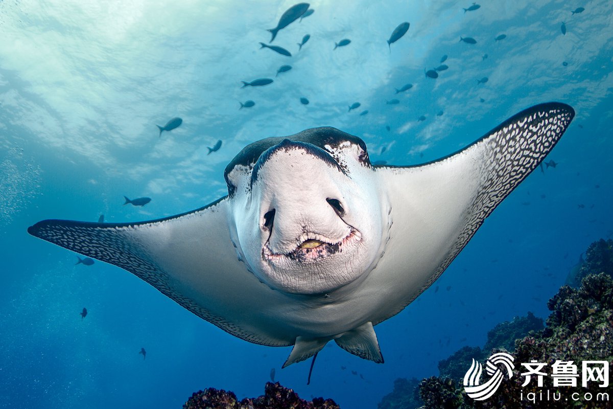 超治愈动物们的憨憨笑容格外迷人