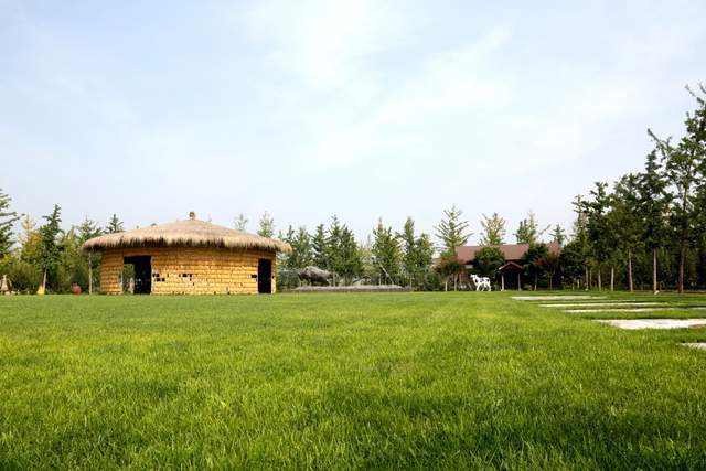 沉甸甸的谷穗节节高的芝麻南宫农耕文化体验园里体验农耕文化