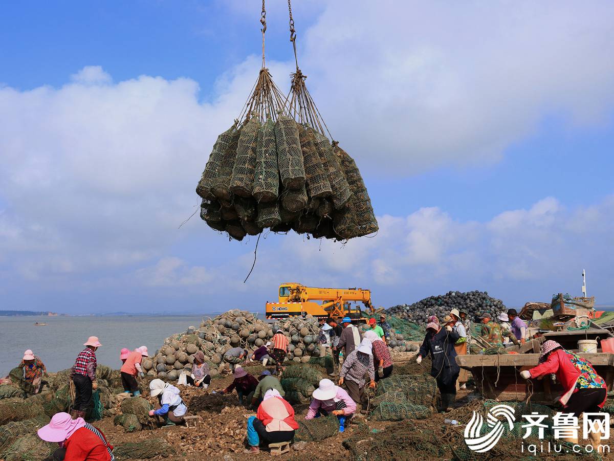 分笼疏养促肥增鲜威海养殖户精养牡蛎正忙时