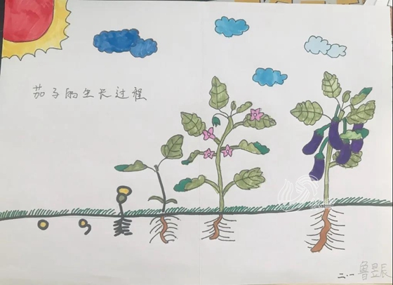 学生们经历了一整个蔬菜的生长过程,有了更深刻的了解,在同伴的互帮