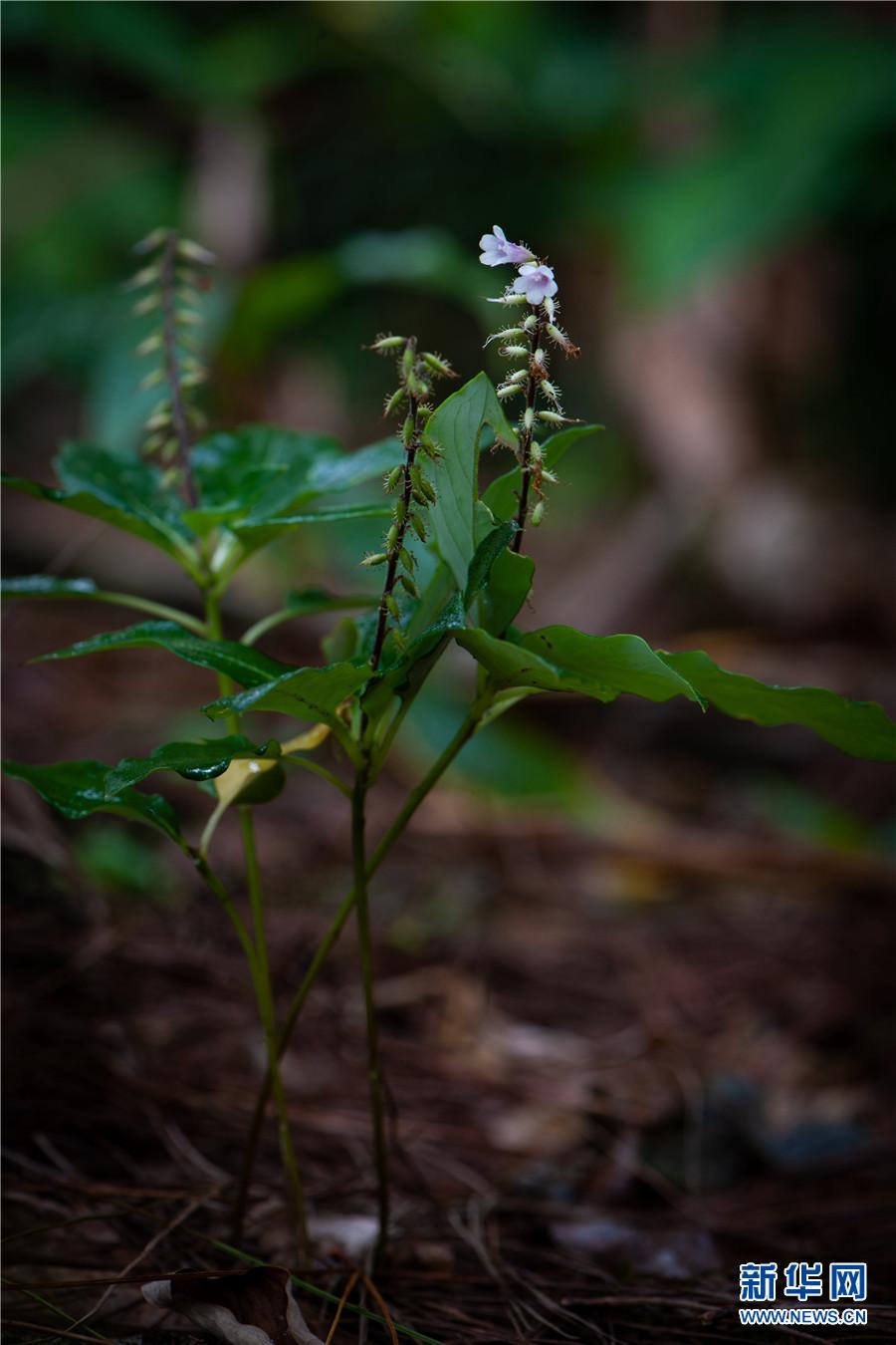 云南南滚河国家级自然保护区里的高颜值小花
