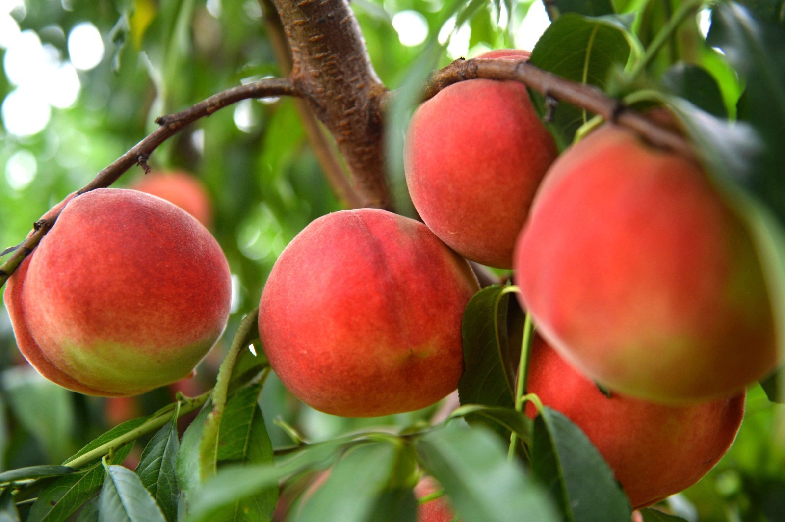 平谷大桃再登国庆招待会