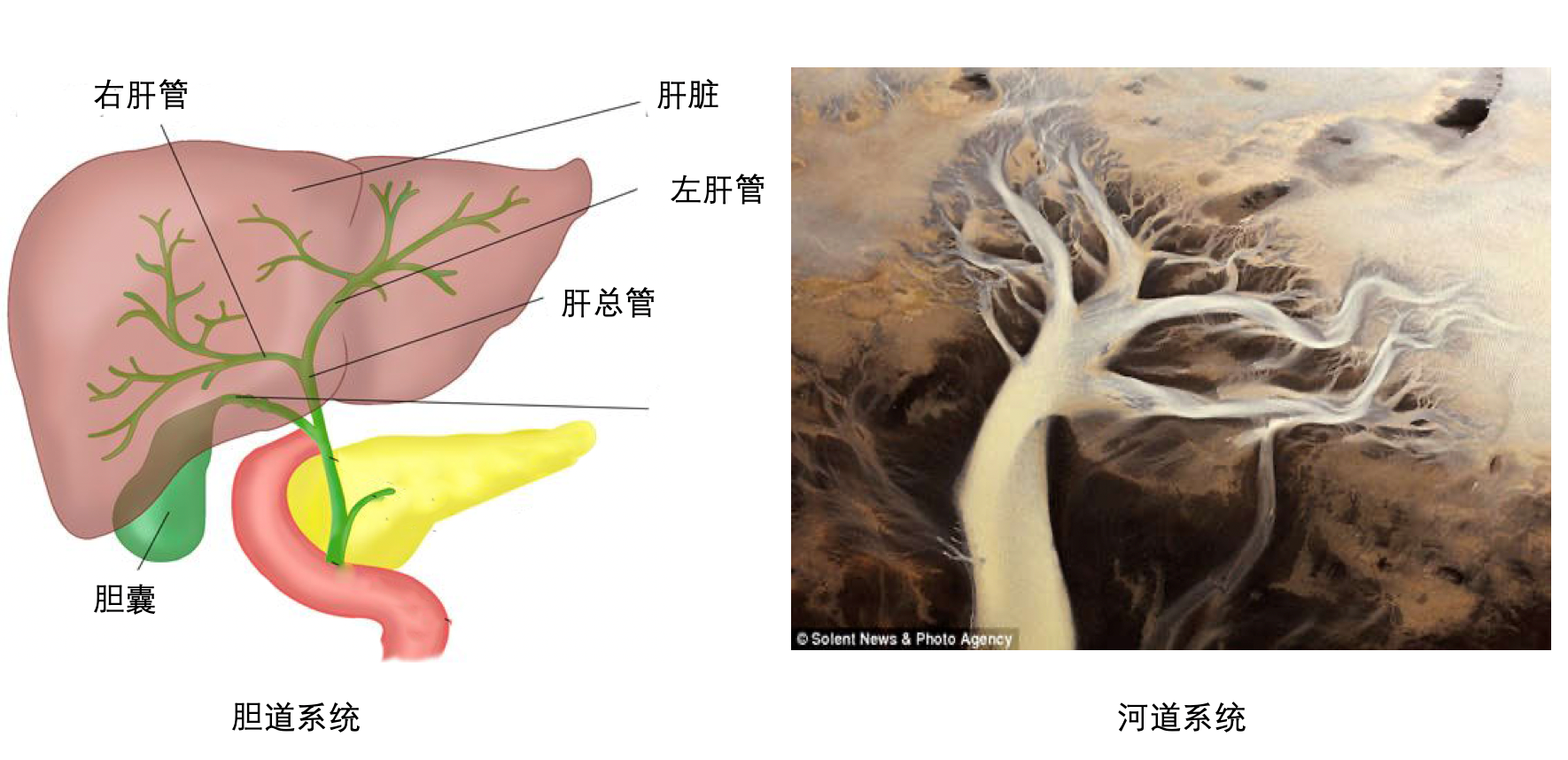 在回答具体问题之前,有必要简单介绍一下肝脏,胆道及胆囊的生理功能及