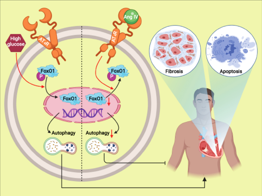 患者的糖脂代谢异常可引起心肌细胞的进行性损伤并激活心肌成纤维细胞