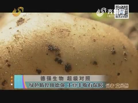 德强生物 超级对照：绿色防控用德强 土豆丰收有保障