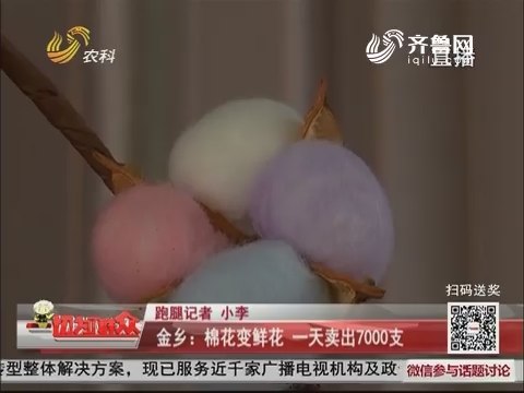 金乡：棉花变鲜花 一天卖出7000支