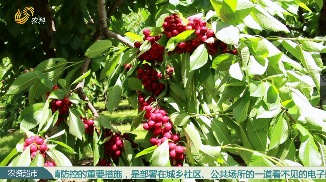 那有车厘子种苗